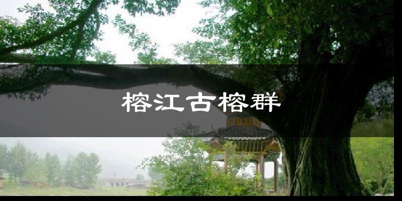 榕江古榕群气温