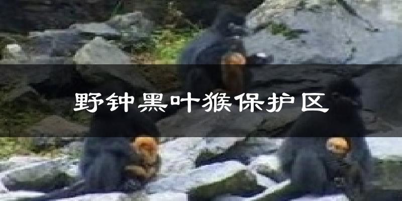 野钟黑叶猴保护区气温